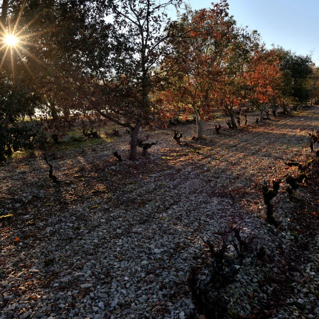 Chênes truffiers et ceps de vignes