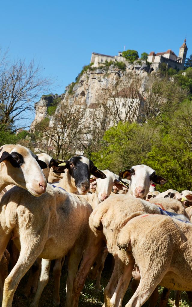 Etape de la tranhsumance en Quercy - Rocamadour