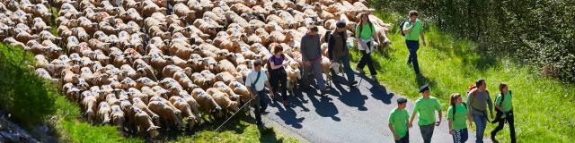 Transhumance en  Quercy