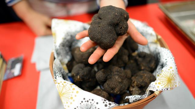 Truffe exceptionnelle - marché aux truffes de Cuzance