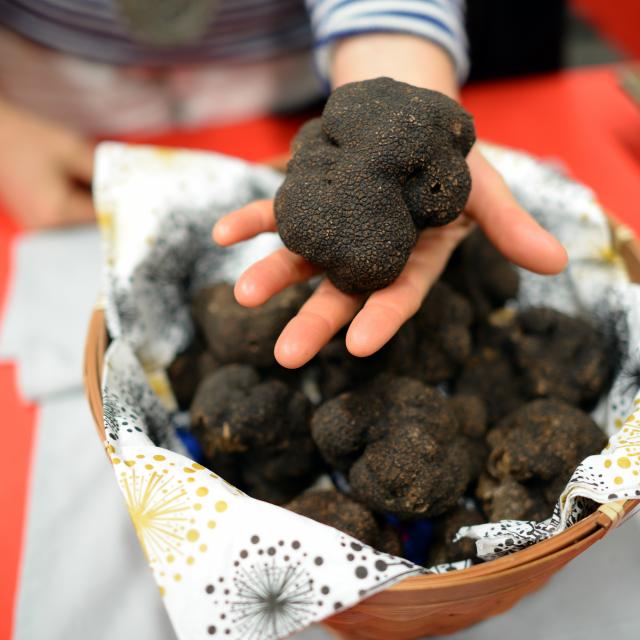 Truffe exceptionnelle - marché aux truffes de Cuzance