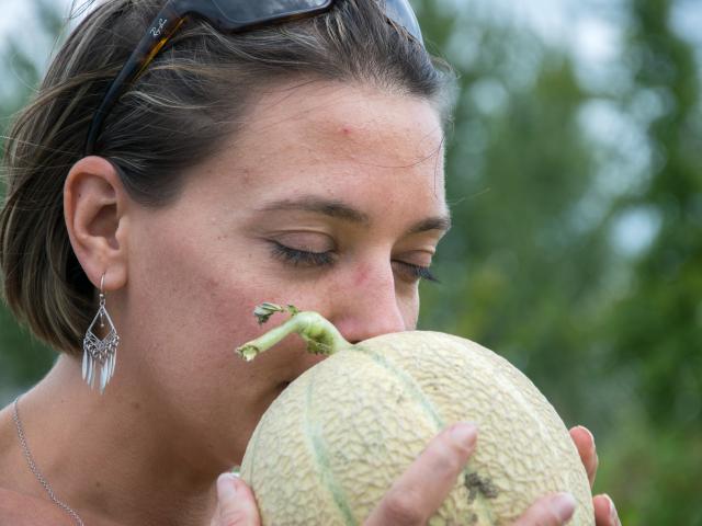 Découverte du melon du Quercy