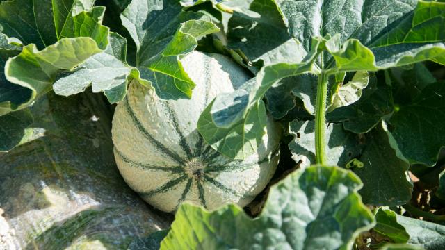 Champ de melons du Quercy à Flaugnac