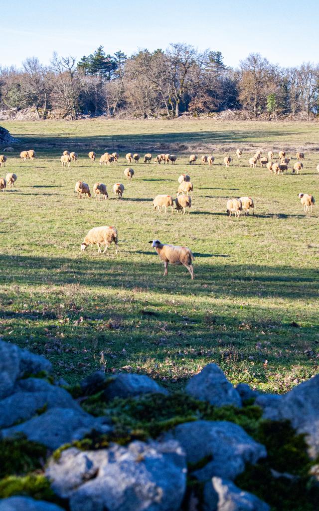 Brebis du causse