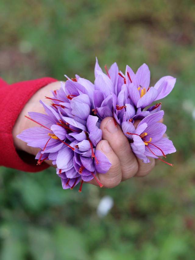 Cueillette Du Safran Du Quercy