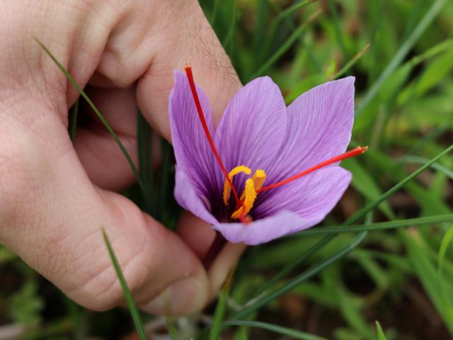 Cueillette Du Safran Du Quercy