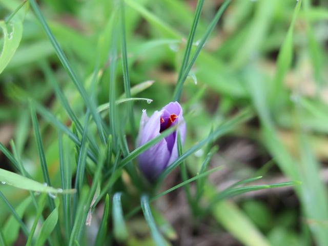 Fleur De Safran Du Quercy Fermée