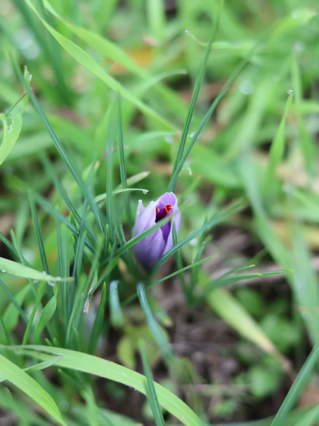 Fleur De Safran Du Quercy Fermée