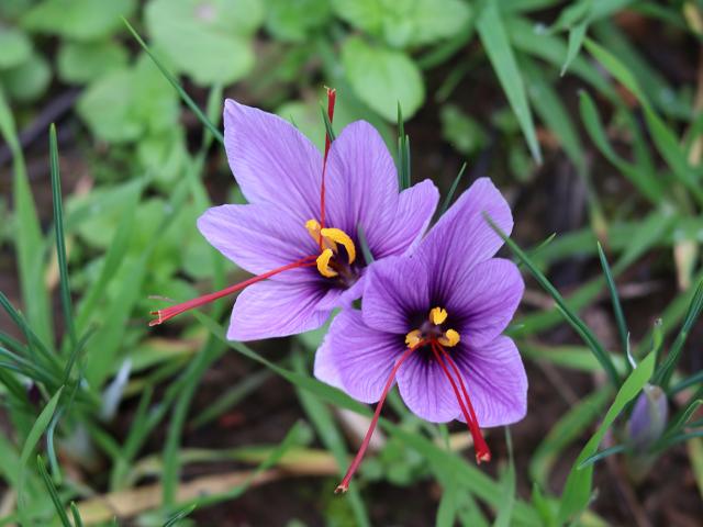 Fleurs De Safran Du Quercy