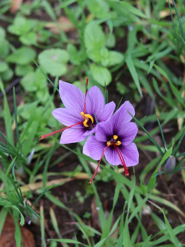 Fleurs De Safran Du Quercy