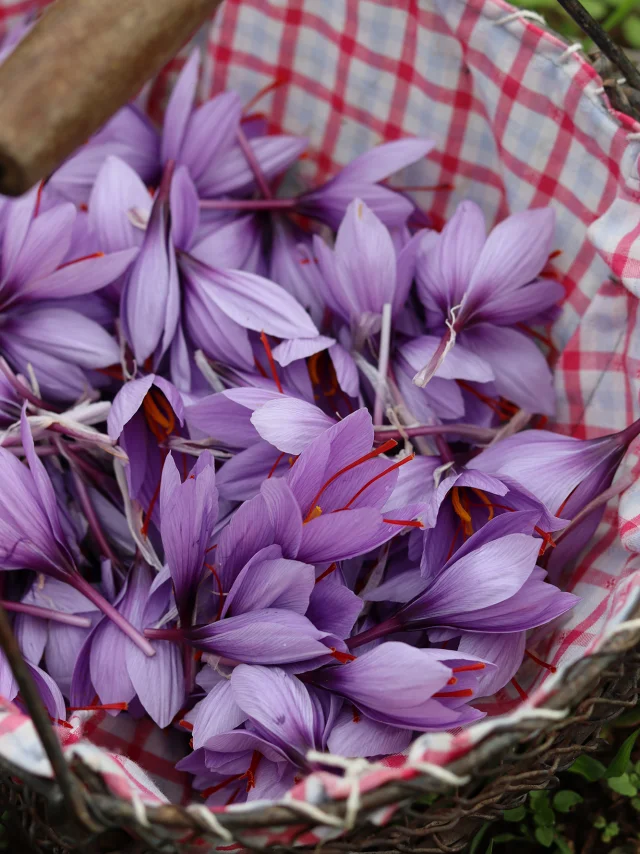 Panier De Fleurs De Safran Du Quercy