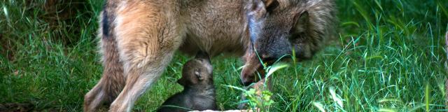 Loup Louveteau 1 Parc animalier Gramat