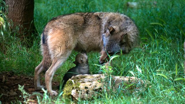 Loup Louveteau 1 Parc animalier Gramat