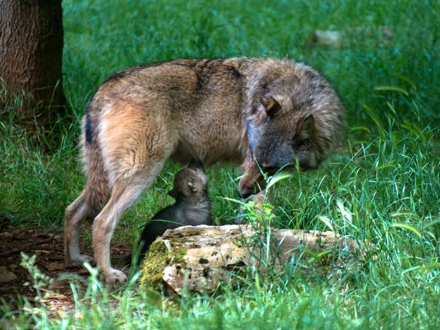 Loup Louveteau 1 Parc animalier Gramat