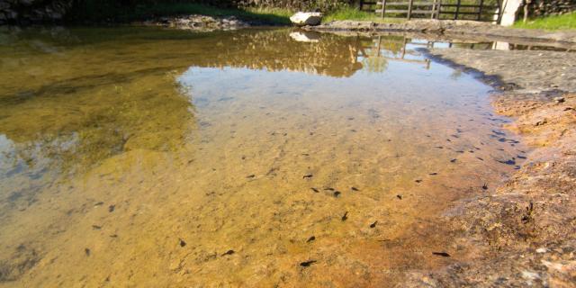 Lac de Saint-Namphaise au lieu -dit Clavel