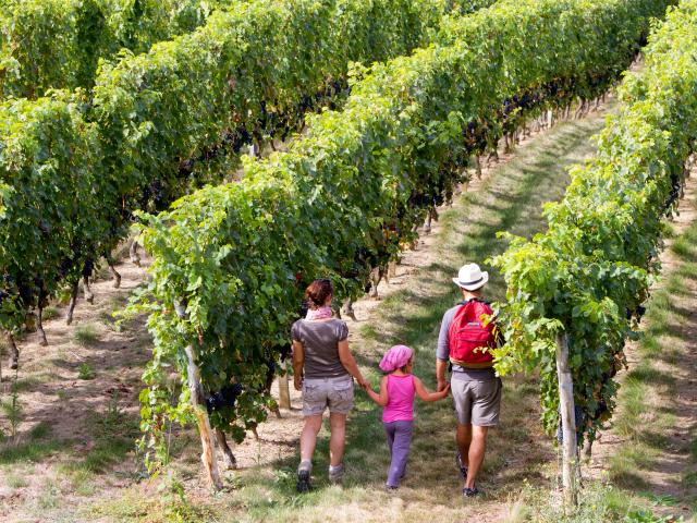 Balade dans les vignes