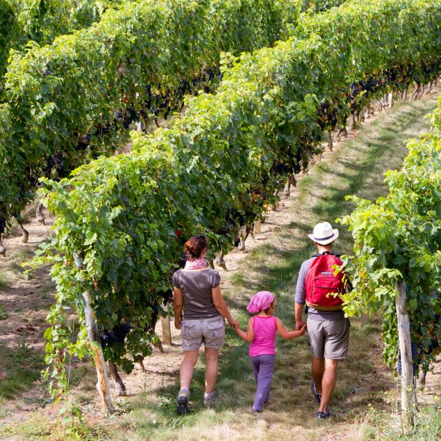 Balade dans les vignes