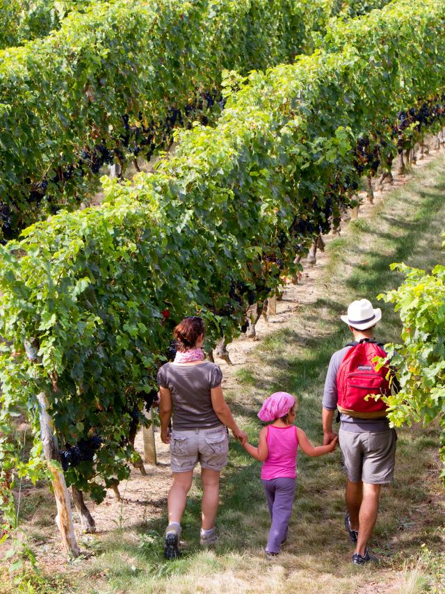 Balade dans les vignes