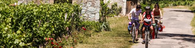 À vélo dans les vignes