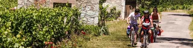 À vélo dans les vignes