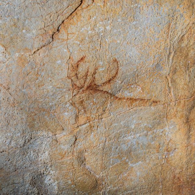 Cerf - Grotte du Pech Merle