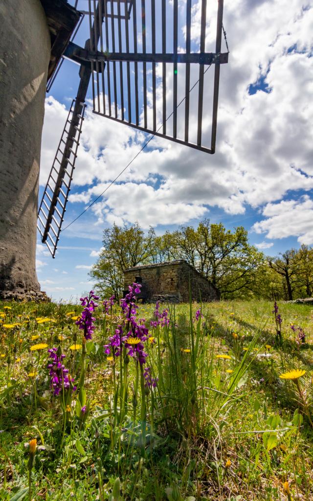 Orchidées et Moulin de la Bosse à Promilhanes