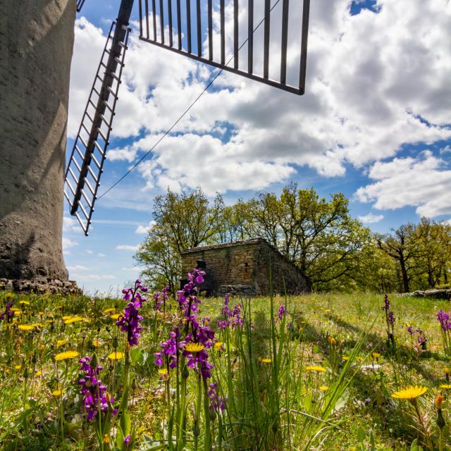 Orchidées et Moulin de la Bosse à Promilhanes