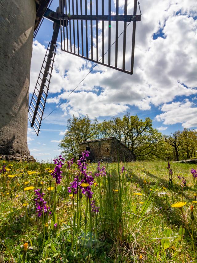 Orchidées et Moulin de la Bosse à Promilhanes