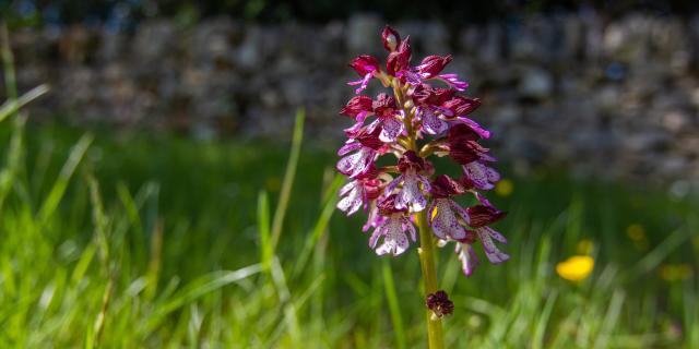 Orchis pourpre à Limogne