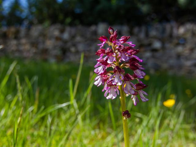 Orchis pourpre à Limogne