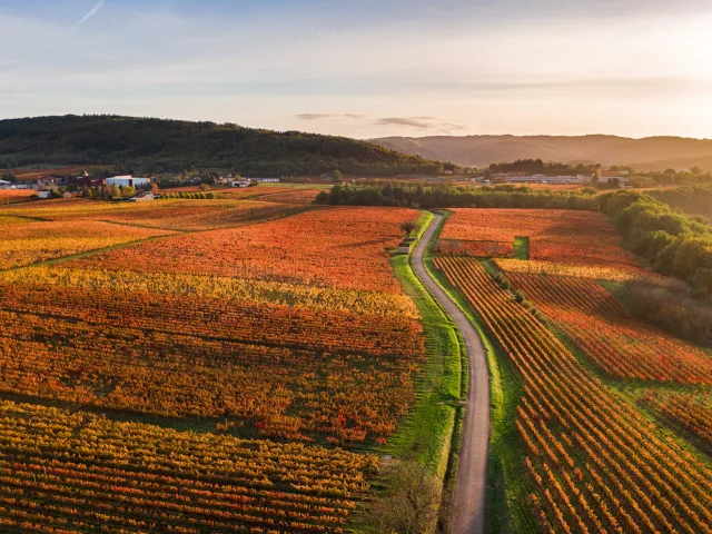 Vignoble de Cahors en automne à Parnac