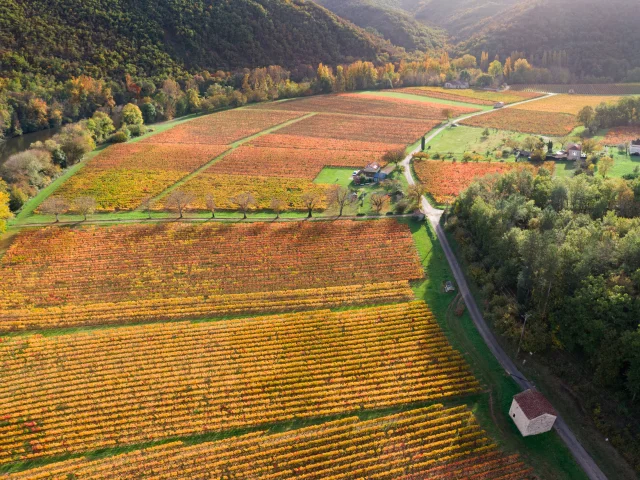 Vignoble de Cahors en automne à Luzech