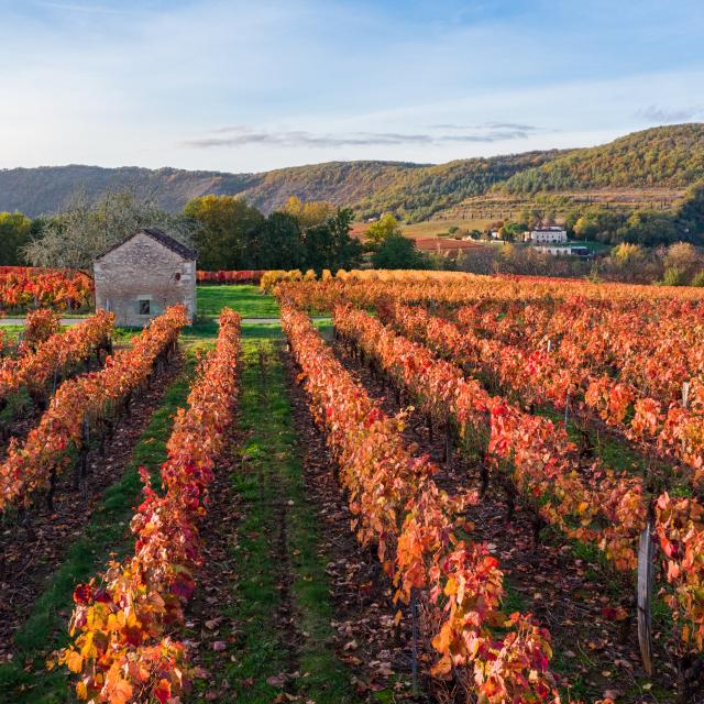 Vignoble de Cahors en automne à Parnac