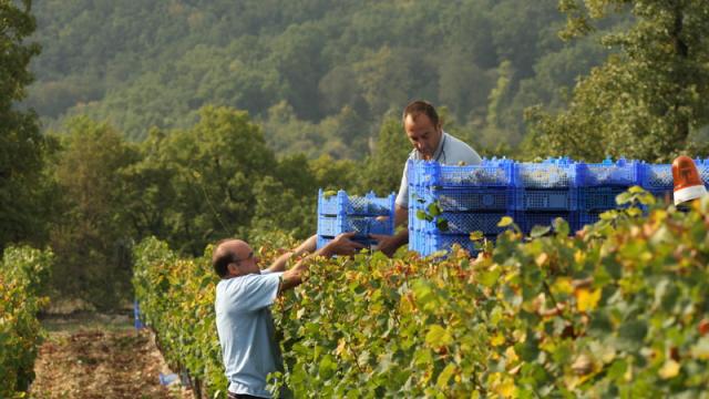 Vignoble Gourdon