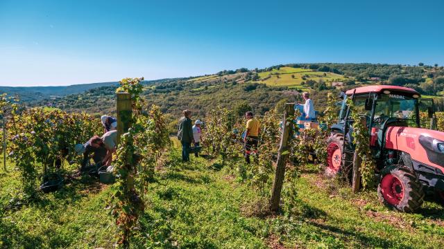 Raisin récolté pour les vendanges de la Vinadie