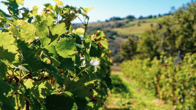 Soleil sur les vignes de la Vinadie