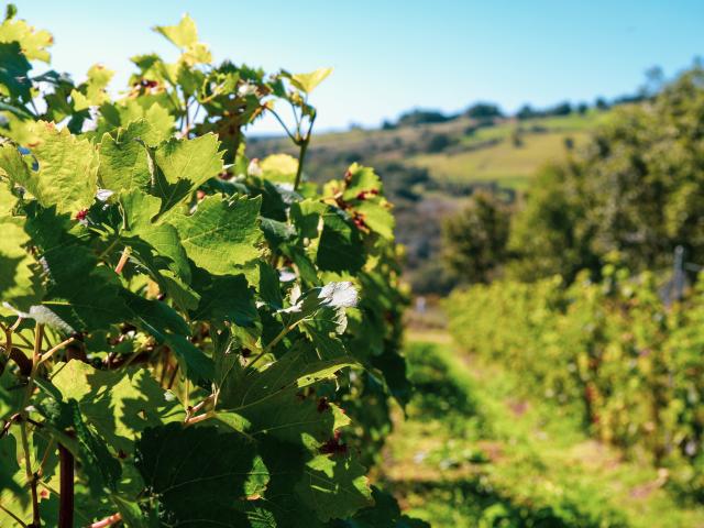 Soleil sur les vignes de la Vinadie