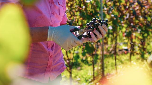 Tri du raisin à la Vinadie