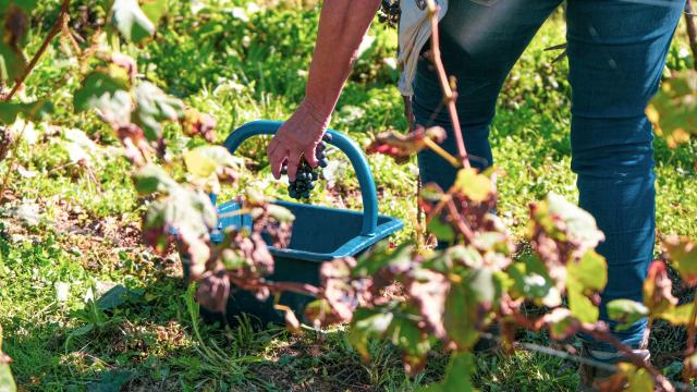 Vendange à la main à la Vinadie 