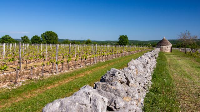 Vignes de la Borie d'Imbert à Rocamadour