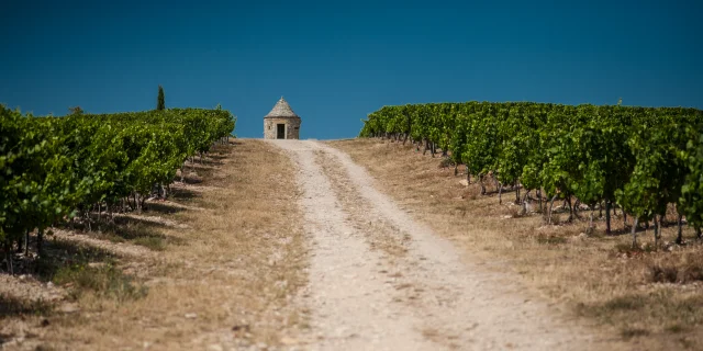 Vigne du Chateau Eugénie à Albas