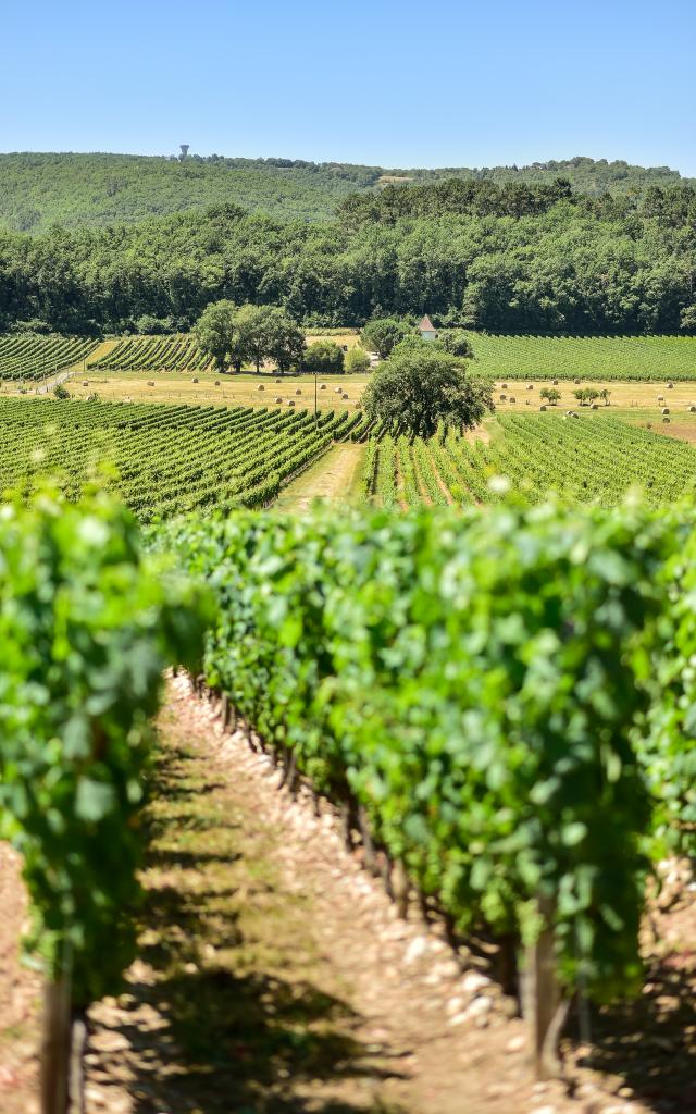 Les vignes du Clos Triguedina