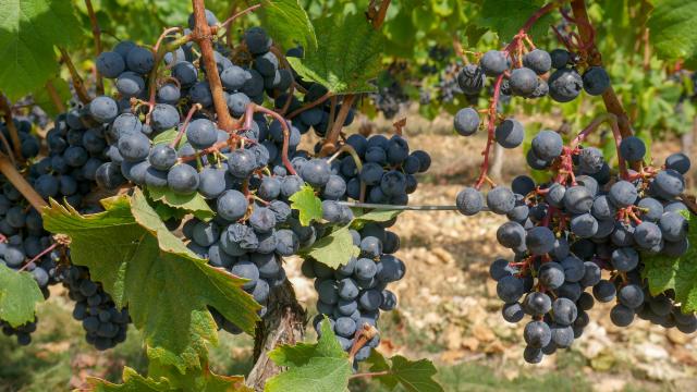 Bientôt l'heure des vendanges