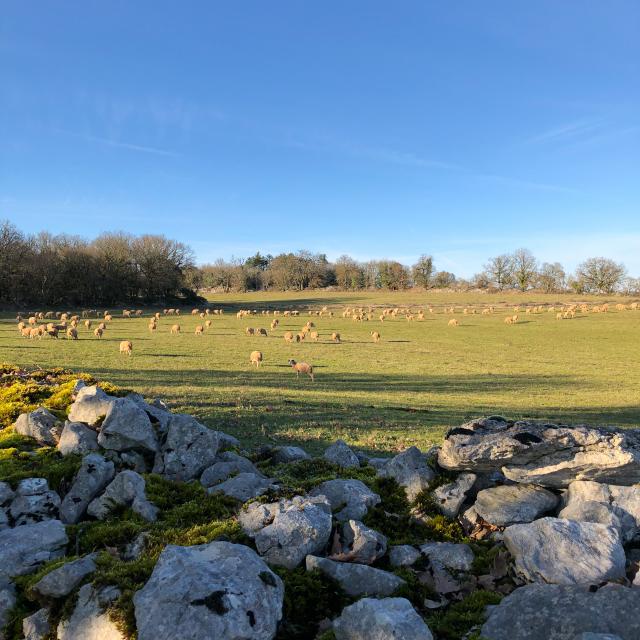 Muret et brebis sur le causse d'Espédaillac