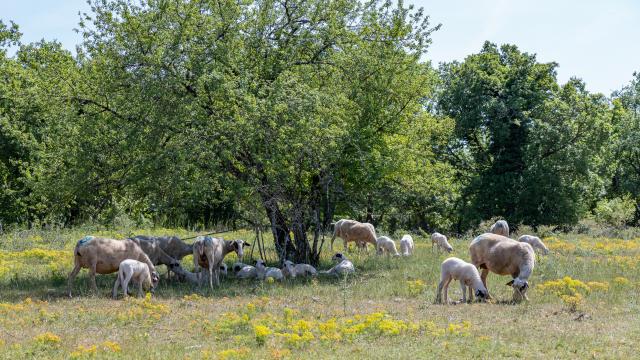 Brebis sur le causse de Gramat