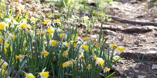 Jonquilles sur le chemin des dolmens et des caselles à Issendolus