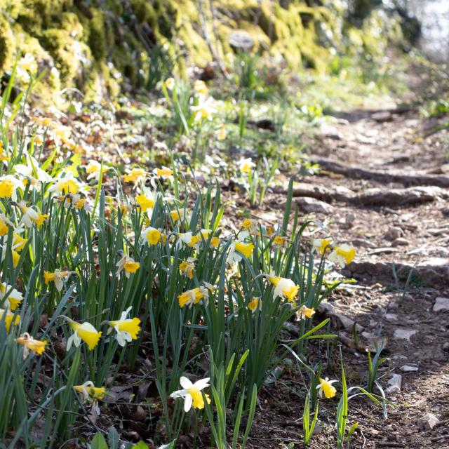 Jonquilles sur le chemin des dolmens et des caselles à Issendolus