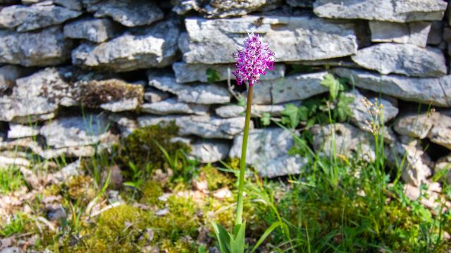 Orchis singe