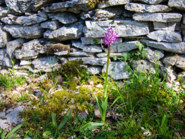 Orchis singe