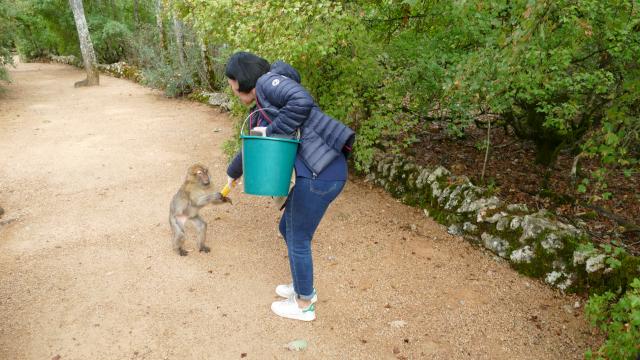 220909 Foret Des Singesp1040823©julien Foret Des Singes